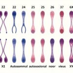 Schemat przedstawiający 46 chromosomów człowieka ułożonych w pary