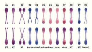 Schemat przedstawiający 46 chromosomów człowieka ułożonych w pary